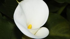 Кала – бялата феерия