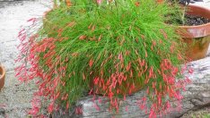 Как да отглеждаме руселията