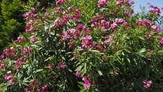 Олеандър – сладък аромат за градината