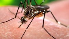 Какво трябва да знаем за вируса Зика?