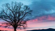 Притча за дървото на желанията