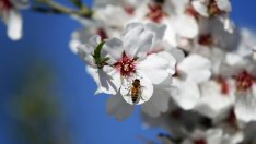 Кое цвете ще ви донесе късмет според фъншуй?