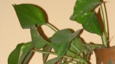 Стайни цветя поглъщат опасния озон