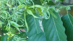 Етерично масло от иланг-иланг укрепва здравето