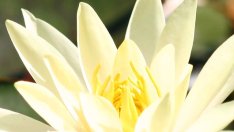 Свежи идеи за цветя в дома и офиса