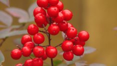 Червената боровинка топи мазнини