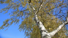 Сок от бреза спира косопада