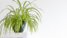 Ползите за дома от растението зелена лилия (хлорофитум) 