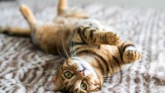 10 неща, които не трябва да държите вкъщи, ако имате котка 