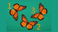 Тест: Изберете пеперуда и вижте какво ви очаква в рамките на месец