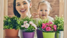 Растения, които подобряват съня