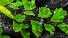 Адиантум – най-красивият сред папратите