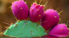 Защо маслото от бодлива круша е страхотно за кожата?