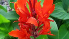 Кана – тропическо вълшебство у дома