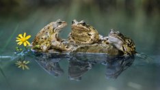 Притча за двете жаби