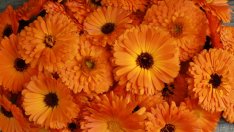 За какво е полезен цветът от невен?