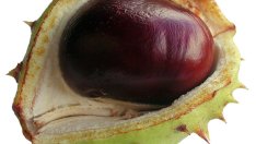 Конски кестен помага при разширени вени и хемороиди