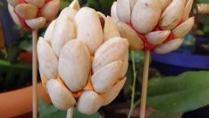 Не хвърляйте черупките от шамфъстък!