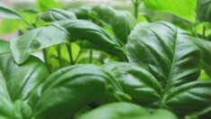 Лекове при хранително отравяне