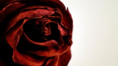 Какво означават цветовете на розата