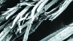 Косата - силна и нежна