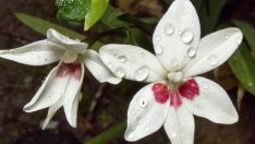 Крехка и нежна фрезия – как да я отглеждаме?