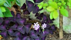 Детелина оксалис – съвети за отглеждане и буен растеж 