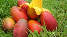 Мангото – плод с неподозирани качества