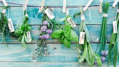 4 билки, които помагат при анемия