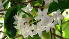 Стефанотис или нежният мадагаскарски жасмин