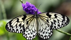 Ароматни цветя, които привличат пеперудите