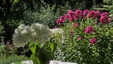 Грешките на начинаещите градинари