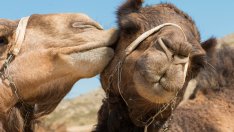 10 любопитни факта за камилите 