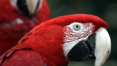 Необичайните домашни любимци, които децата обожават