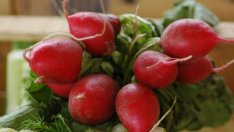 Изключителните ползи за здравето от репичките