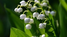 Момина сълза – крехка, нежна и уханна