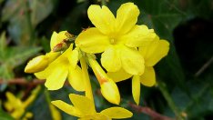 Жасмин – естествен ароматизатор за дома