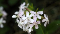 Сапунче – красиво и лечебно цвете 