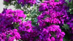 Вербена или върбинка – любимката на градината