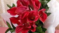 Тропически растения, които може да отглеждате у дома