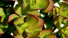 Красула и нейните чудни месести листенца 