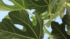 За какво помага чаят от смокинови листа?