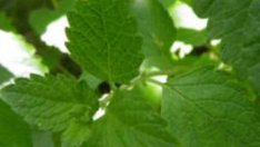 Масло от маточина лекува гъбички и екземи