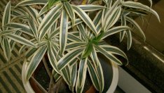 Драцена – изящна тропическа красота