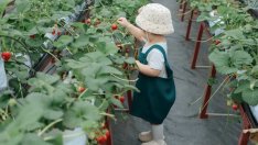 Как да предпазим децата си от насекоми и комари?