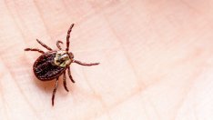 Домашна рецепта за репелент против кърлежи 