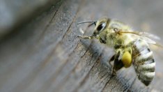 Ще останем ли без мед?