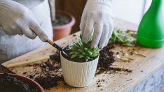 Как правилно да пресадите растение в нова саксия