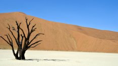 Притча за птицата