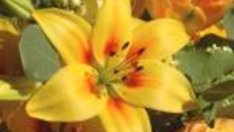 Лилиум (Lilium)